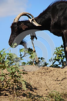 Billy goat eating