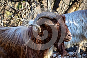 Billy goat at graze portrait. Ruminant mammal animal with backward curving horn and beard