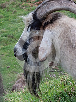 Billy goat with long beard and big horns. Close up portrait