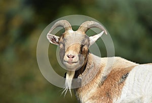 Bollitore da campo una capra  maschio una capra 