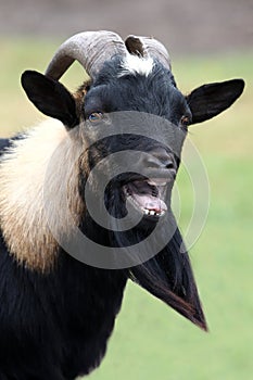 Billy Goat Portrait photo