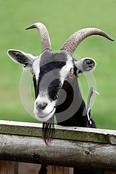 Billy Goat Portrait photo