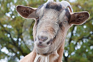 Billy Goat Portrait