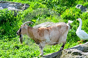 Billy goat