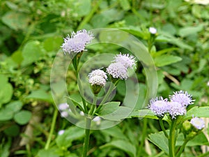 Billy Goat weed