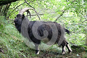 Billy Goat on west highland way near inversnaid Scotland photo