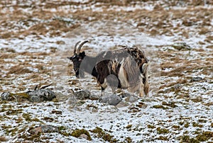 Billy Mountain Goat in Snow