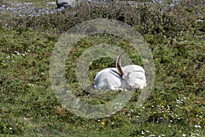 Billygoat in Aran photo