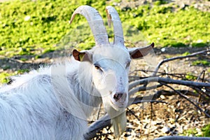 billygoat face photo