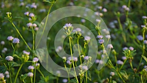 Billygoat Plant Bathed in Sunrise Glow photo