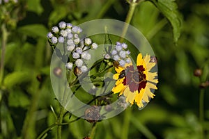 Billygoat weed (ageratum conyzoides) and a black bug an golden tickseed (coreopsis tinctoria) in meadow