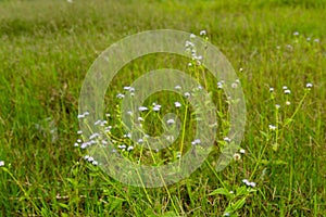 Billygoat weed or Ageratum conyzoides bush