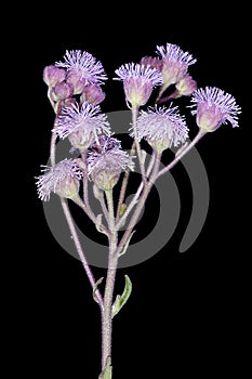 Billygoat weed flowers photo