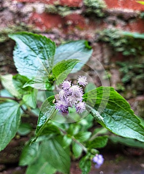 Billygoat-weed purple flowers beautiful wild plants photo