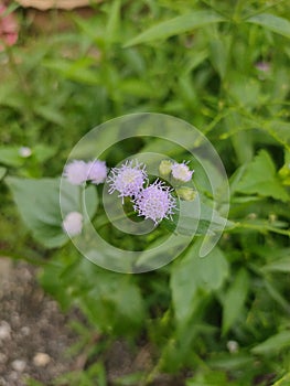 Billygoat weed & x22;Ageratum conyzoides& x22; photo