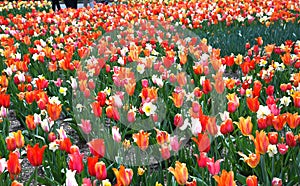 Biltmore Asheville North Carolina tulips