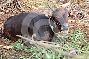 Bima cow in the yard