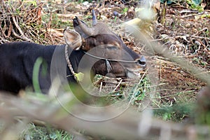 Bima cow in the yard