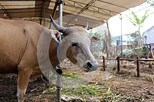 Bima cow in the yard