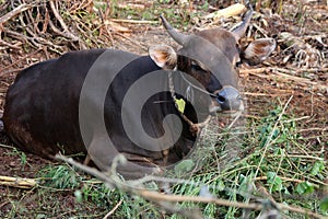 Bima cow in the yard