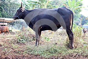 Bima cow in the yard