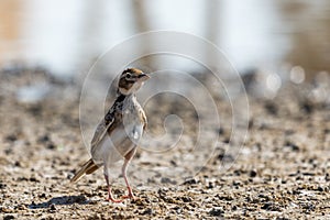 Bimaculated Lark perched on ground