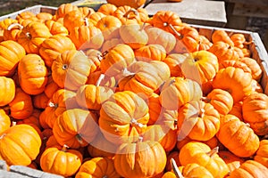 Bin of bright orange color pumpkins ready for resale photo