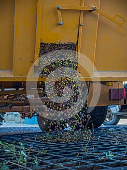 A bin forklift pouring down olives in a big metal funnel before defoliation and washin photo