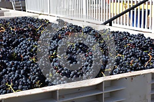 Bin of harvested Zinfandel wine grapes photo