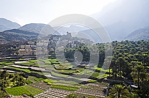 Oman Rice Paddy photo