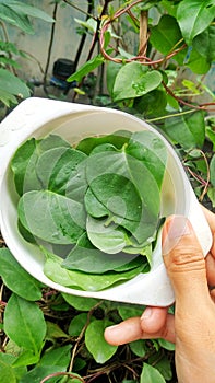 Binahong green leaves for herbs. Anredera cordifolia