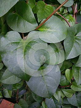 Binahong leaf