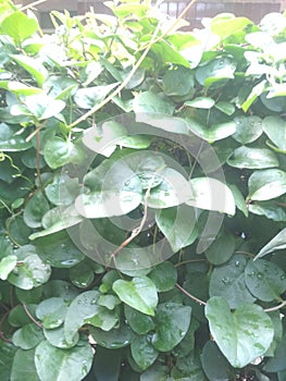 binahong leaf obt plant