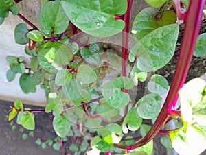 binahong leaves