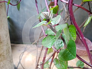 This is a binahong plant with vines that have a pink stem color