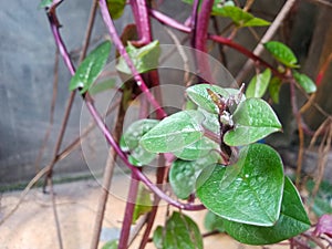 This is a binahong plant with vines that have a pink stem color