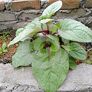 Binahong shrub as a medicine for internal diseases