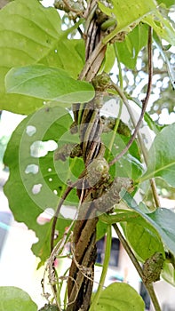 Binahong tuber, piahong Anredera cordifolia Heartleaf maderavine madevine