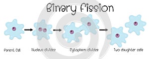 Binary fission in amoeba