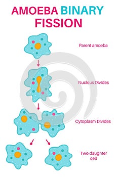 Binary Fission in Amoeba.