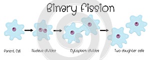 Binary fission in amoeba photo