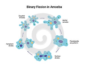 Binary fission in amoeba. Vector educational illustration