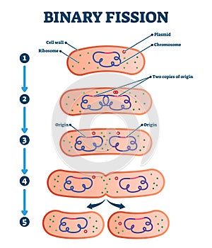 Binary fission process, vector illustration diagram photo