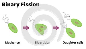 Binary fission unicellular reproduction vector illustration. photo