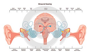 Binaural hearing. Human ability to hear in two ears. Auditory pathways photo