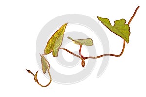 Bind weed on a plain white background photo