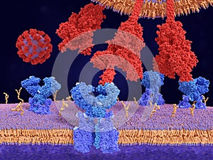Binding of the coronavirus spike protein to ACE2 receptors mediates the virus penetration into human cells