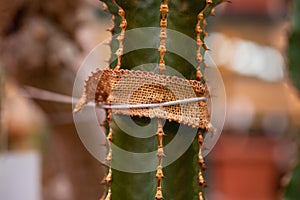 Binding of sprouts cactus