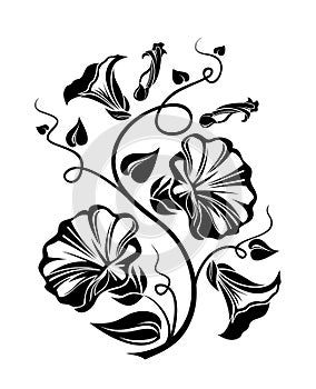 Bindweed black silhouette.