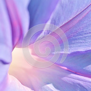 Bindweed Blaue Mauritius. Macro photography. Soft focus.